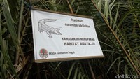 Tim BKSDA menjerat buaya dengan umpan monyet ekor panjang. Jerat dipasang di tiga titik tempat kemungkinan buaya itu muncul. Upaya ini pun akhirnya membuahkan hasil karena buaya ini mati terjerat pada 2 Februari lalu.