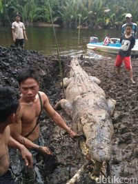 Mati Dijebak, Buaya 1 Ton Pemangsa Warga Dijerat Umpan Monyet
