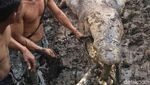 Penampakan Buaya 1 Ton Pemangsa Manusia yang Mati Dijerat Warga Penampakan Buaya 1 Ton Pemangsa Manusia yang Mati Dijerat Warga