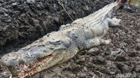 Info yang beredar di warga buaya ini berukuran hingga 7 meter. Namun ternyata ukurannya 5,18 meter dengan lebar 70 cm. Beratnya sekitar 1 ton.
