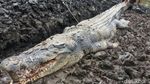 Penampakan Buaya 1 Ton Pemangsa Manusia yang Mati Dijerat Warga Penampakan Buaya 1 Ton Pemangsa Manusia yang Mati Dijerat Warga