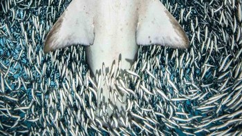 Juara kategori Portrait diraih Tanya Houppermans dari AS. Foto: Underwater Photography of The Year
