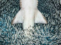 Karya Mengagumkan Jawara Kontes Foto Underwater 2018