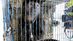 Kukang Jawa dan Lutung Disita dari Pasar di Cilacap