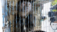 Sedangkan untuk Lutung sendiri kondisinya sudah cukup dewasa dan memprihatinkan karena cukup kurus. Dikandungnya juga banyak kotoran dan dimungkinkan mengalami diare.