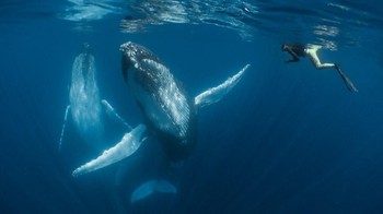 Juara kategori Compact diraih Simone Matucci dari Selandia Baru. Foto: Underwater Photography of The Year