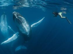 Karya Mengagumkan Jawara Kontes Foto Underwater 2018