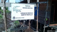 BKSDA Kalteng kemudian memasang imbauan di sejumlah titik agar warga berhati-hati saat beraktivitas terkait buaya. 