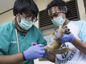 Satwa Dilindungi, Kukang Jawa dan Lutung Disita dari Pasar Cilacap