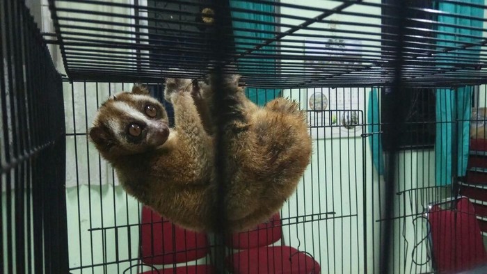 Jual Kukang Via Facebook, 3 Pelajar di Bogor Ditangkap