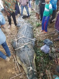 BKSDA Aceh: Buaya yang Ditangkap di Aceh Timur Bobotnya 600 Kg