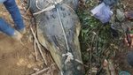 Foto: Seramnya Buaya Muara 600 Kg yang Ditangkap Warga Aceh Timur
