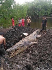 Buaya Pemangsa Warga yang Mati Dijebak di Kalteng Beratnya 1 Ton