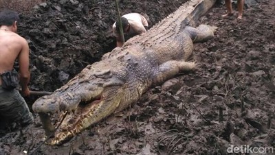 Penampakan Buaya 1 Ton Pemangsa Manusia yang Mati Dijerat Warga