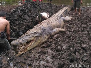 Buaya 5 Meter Pemangsa Manusia Mati Masuk Perangkap Warga