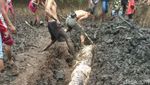 Penampakan Buaya 1 Ton Pemangsa Manusia yang Mati Dijerat Warga
