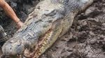 Penampakan Buaya 1 Ton Pemangsa Manusia yang Mati Dijerat Warga Penampakan Buaya 1 Ton Pemangsa Manusia yang Mati Dijerat Warga