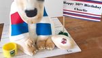 Nyam! 10 Kue Ini Benar-benar Mirip Anjing Sungguhan, Mau Cicip?