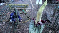 Bunga yang memiliki ketinggian sekitar 140 cm itu, sengaja ditanam oleh pengelola untuk menambah koleksi flora di Tahura.