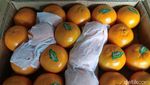 Jelang Imlek Jeruk Mandarin Menghilang, Kok Bisa Sih?