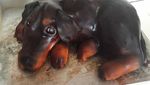 Nyam! 10 Kue Ini Benar-benar Mirip Anjing Sungguhan, Mau Cicip?