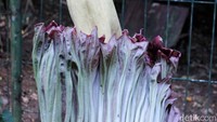 Bunga bangkai berjenis Amorphophallus Titanum itu tumbuh sejak, akhir Bulan Desember tahun 2017 lalu.