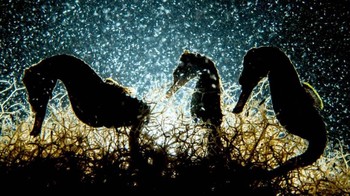 Juara kategori Macro diriah Shane Gross dari Kanada. Foto: Underwater Photography of The Year