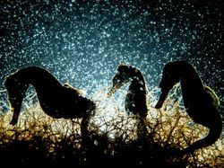 Karya Mengagumkan Jawara Kontes Foto Underwater 2018