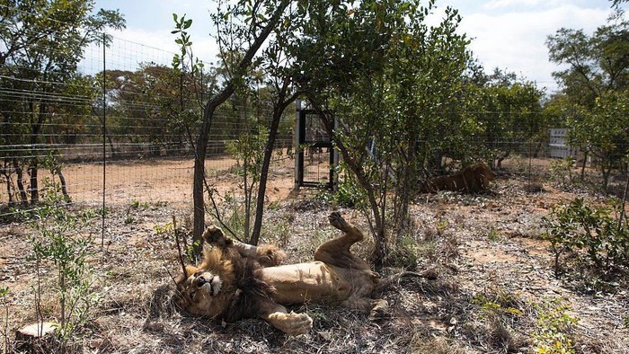 Duh! Pemburu Liar Dimakan Singa Buruannya Nyaris Tanpa Sisa