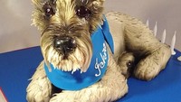 Kue 3 dimensi anjing jenis fox terrier ini sudah mirip aslinya belum?  Foto: Instagram