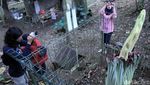 Bunga Bangkai Hiasi Tahura Bandung