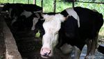 Melihat Peternakan Sapi Perah di Pamijahan Bogor