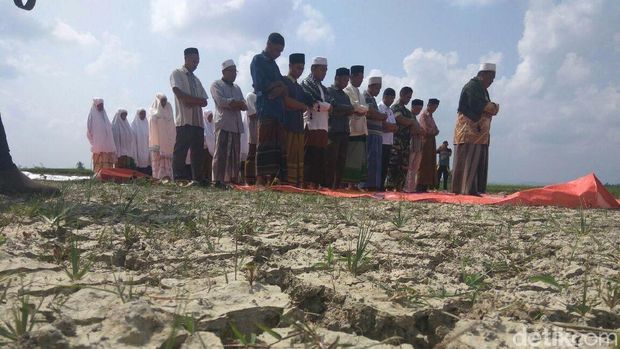 Rekahan tanah di areal persawahan di Kecamatan Pirak Timu, Aceh Utara