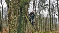 Setahun kemudian, mereka dinikahkan tanggal 2 Juni 1891 di bawah cabang pohon ek itu. Dongeng tentang gaya pacaran pasangan ini menyebar di seluruh Jerman (BBC Travel)