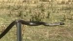 Penampakan Ular Merambat di Kawat Berduri di Tasmania