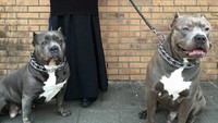 Tak cuma german shepherd, anjing jenis pitbull juga cocok buat jadi bodyguard Anda. Istimewa/Berodpanda