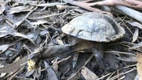 Penampakan penyu yang mati di danau Bushells (Foto: Dok. Facebook Richie Benson via ABC News Australia)