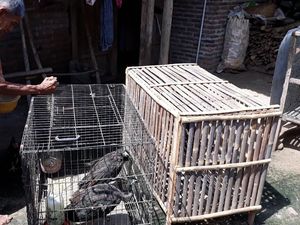 Sedih! Kandang Tak Layak, Bulu-bulu Merak milik Surat Rusak