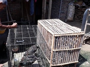 Sedih! Kandang Tak Layak, Bulu-bulu Merak milik Surat Rusak