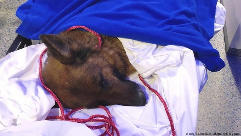 Hilang Berbulan-bulan, Anjing Ini Ditemukan Ratusan Km dari Rumahnya Hilang Berbulan-bulan, Anjing Ini Ditemukan Ratusan Km dari Rumahnya