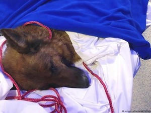 Hilang Berbulan-bulan, Anjing Ini Ditemukan Ratusan Km dari Rumahnya