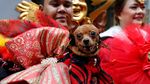 Anjing-anjing Lucu Bersolek Jelang Imlek di Filipina