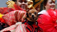 Warna merah mendominasi pakaian untuk anjing-anjing lucu itu. Gemas ya!