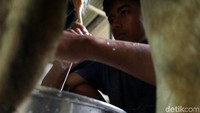 Dalam sehari 1 kandang sapi dapat menghasilkan lebih dari 15 liter susu.