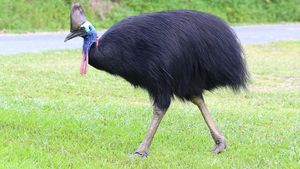 6 Burung Paling Berbahaya di Dunia, Kasuari Termasuk