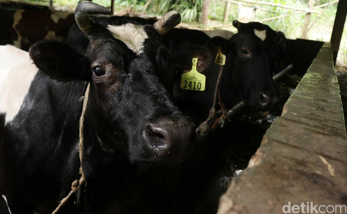 Peternakan Sapi Perah di Pamijahan Bogor