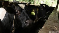 Ada banyak kandang sapi di desa ini.