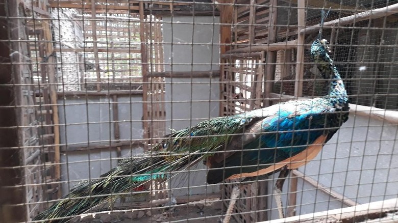 Penangkaran merak hijau Penangkaran merak hijau