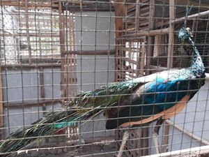 Kisah Surat, Pernah Terpaksa Jual Merak untuk Beli Pakan