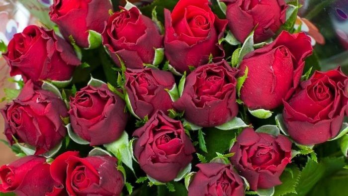 Asal Muasal Bunga Mawar Hari Valentine Di Australia
